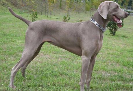 perro Weimaraner