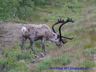 Camino de Cabo Norte (Viaje a Noruega I) Camino de Cabo Norte (Viaje a Noruega I)