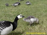 Camino de Cabo Norte (Viaje a Noruega I) Camino de Cabo Norte (Viaje a Noruega I)