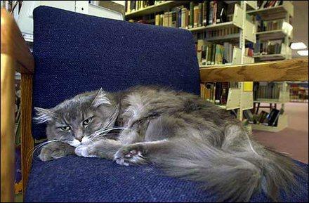 Libby, la gata bibliotecaria de Haysville, Kansas