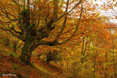 Hayedos de otoño Hayedos de otoño