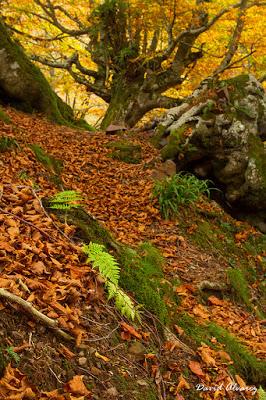 Hayedos de otoño Hayedos de otoño