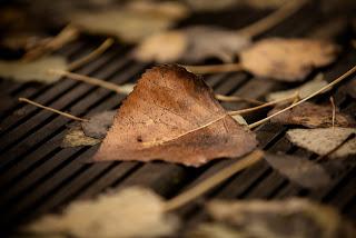 Cuatro ensayos cortos para otoño