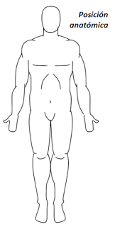 Introducción a la Anatomía Aplicada: organización general del cuerpo humano Introducción a la Anatomía Aplicada: organización general del cuerpo humano