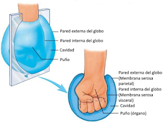 Introducción a la Anatomía Aplicada: organización general del cuerpo humano Introducción a la Anatomía Aplicada: organización general del cuerpo humano