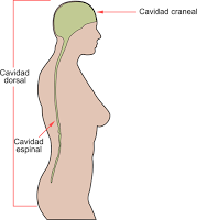 Introducción a la Anatomía Aplicada: organización general del cuerpo humano Introducción a la Anatomía Aplicada: organización general del cuerpo humano