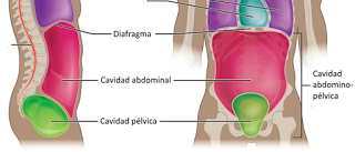 Introducción a la Anatomía Aplicada: organización general del cuerpo humano Introducción a la Anatomía Aplicada: organización general del cuerpo humano