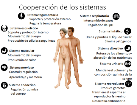 Introducción a la Anatomía Aplicada: organización general del cuerpo humano Introducción a la Anatomía Aplicada: organización general del cuerpo humano