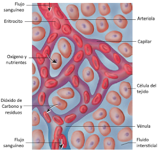 Introducción a la Anatomía Aplicada: organización general del cuerpo humano Introducción a la Anatomía Aplicada: organización general del cuerpo humano