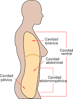 Introducción a la Anatomía Aplicada: organización general del cuerpo humano Introducción a la Anatomía Aplicada: organización general del cuerpo humano