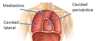 Introducción a la Anatomía Aplicada: organización general del cuerpo humano Introducción a la Anatomía Aplicada: organización general del cuerpo humano