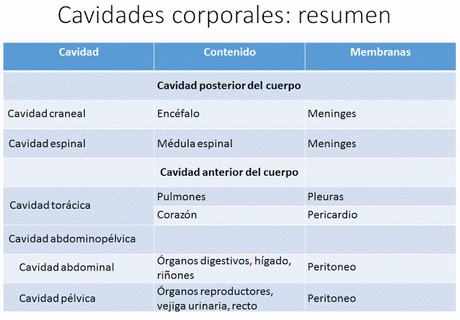 Introducción a la Anatomía Aplicada: organización general del cuerpo humano Introducción a la Anatomía Aplicada: organización general del cuerpo humano