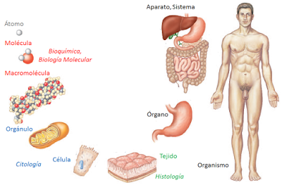 Introducción a la Anatomía Aplicada: organización general del cuerpo humano Introducción a la Anatomía Aplicada: organización general del cuerpo humano