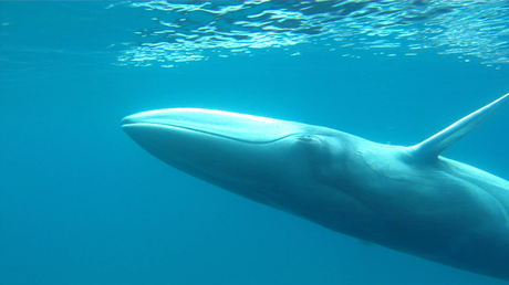 Filman por primera vez a la ballena Omura la más rara del mundo en su estado salvaje