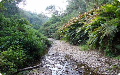 Parque Nacional Baritú, donde la naturaleza virgen se regocija en sus ejemplares únicos.