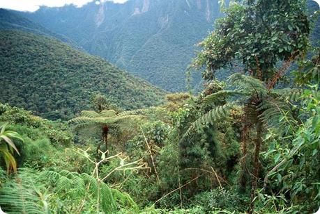 Parque Nacional Baritú, donde la naturaleza virgen se regocija en sus ejemplares únicos.