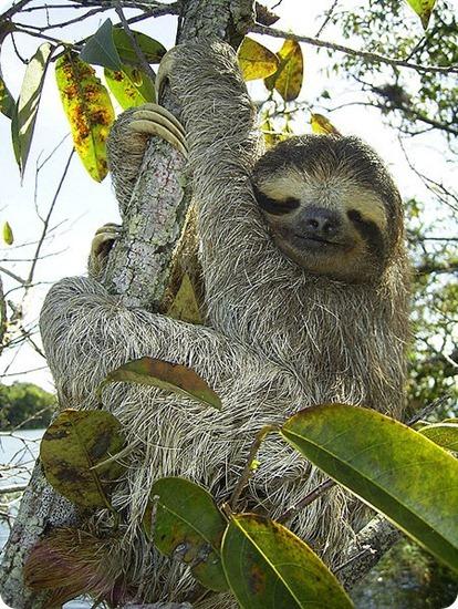 Parque Nacional Baritú, donde la naturaleza virgen se regocija en sus ejemplares únicos.