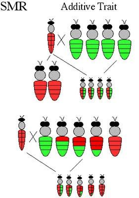 http://lafamiliapicola.blogspot.com/2015/11/genetica-apicola-la-luz-de-las-leyes-de.html