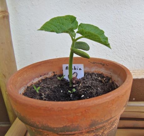 ¡Te reto a cultivar algo con tus niños! – I challenge you to grow something with your kids! ¡Te reto a cultivar algo con tus niños! – I challenge you to grow something with your kids!