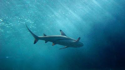 Inmersión - Christophe Ono-dit-Biot Inmersión - Christophe Ono-dit-Biot