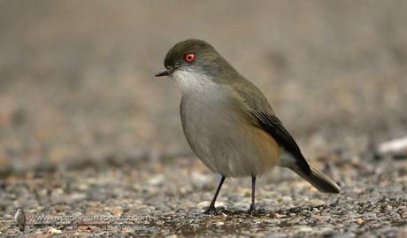 Diucón (Fire-Eyed Diucon) Xolmis pyrope