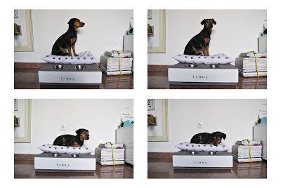 DIY Cama para mascota