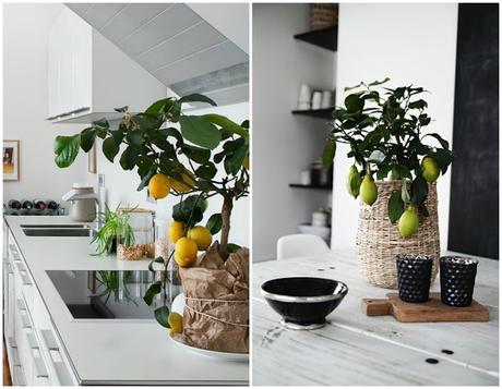 10 Mejores plantas de interior 10 Mejores plantas de interior