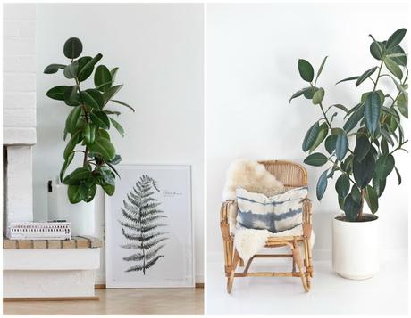 10 Mejores plantas de interior 10 Mejores plantas de interior