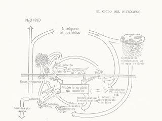 NITROBACTERIAS: ALGUNAS ...POR LIBRE NITROBACTERIAS: ALGUNAS ...POR LIBRE