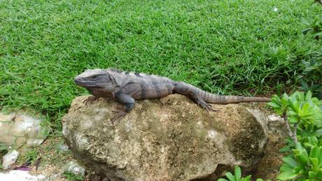 iguanas-riviera-maya