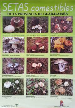 ¿Pero no hay setas en la Sierra Norte? setas comestibles