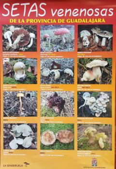 ¿Pero no hay setas en la Sierra Norte? setas venenosas 1
