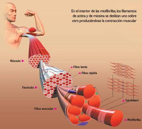 FIBRAS MUSCULARES RÁPIDAS, INTERMEDIAS Y LENTAS fibras infografía