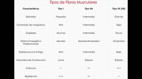 FIBRAS MUSCULARES RÁPIDAS, INTERMEDIAS Y LENTAS cuadro fibras