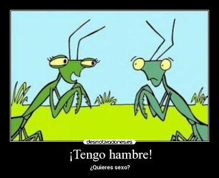 Algunos de los miles de tipos de Mantis Religiosas
