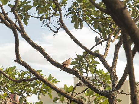Pan de calabaza, chocolate y especias Pan de calabaza, chocolate y especias