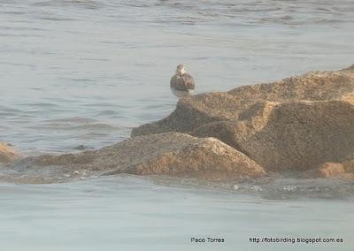 Tringa nebularia en la desembocadura Tringa nebularia en la desembocadura