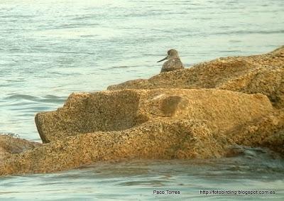 Tringa nebularia en la desembocadura Tringa nebularia en la desembocadura