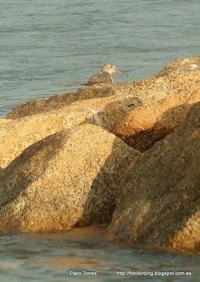 Tringa nebularia en la desembocadura Tringa nebularia en la desembocadura