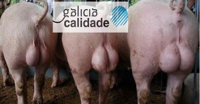 Los cojones de Iglesias Figueroa invitan a la huelga a los colegiados de Santiago de Compostela Los cojones de Iglesias Figueroa invitan a la huelga a los colegiados de Santiago de Compostela