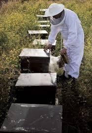 http://lafamiliapicola.blogspot.com/2015/11/apicultores-contra-la-miel-china-honey.html