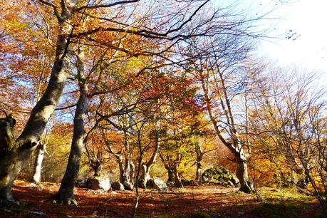 Cuando un monte se quema Cuando un monte se quema