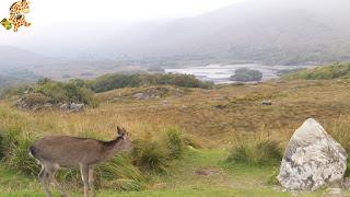 Irlanda en 10 días (III): Alcantilados de Moher, Adare y Parque Nacional de Killarney