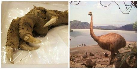 Las 10 cosas mas extrañas que se han visto en la Tierra Las 10 cosas mas extrañas que se han visto en la Tierra