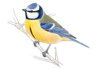 Fotonatura XIV: De Parus va la cosa Fotonatura XIV: De Parus va la cosa