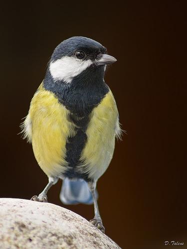 Fotonatura XIV: De Parus va la cosa Parus major (Tot estiu)