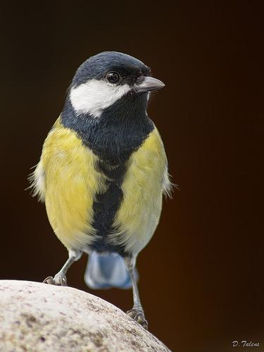 Parus major (Tot estiu)