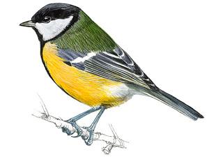 Fotonatura XIV: De Parus va la cosa Fotonatura XIV: De Parus va la cosa