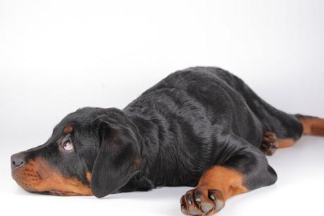 4 Pasos clave para detectar la Rabia en perros rabia paralitica