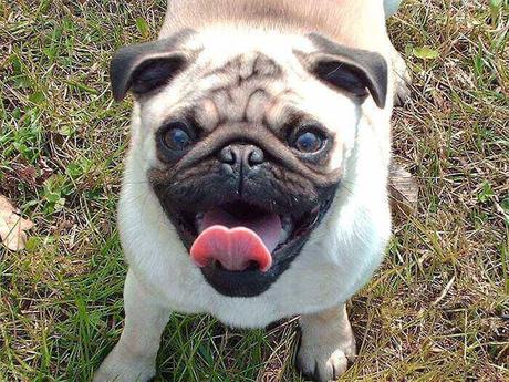 Las 6 interesantes particularidades sobre la raza de perros Carlino raza de perros Carlino